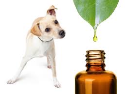 Using essential oils around pets - what you need to know